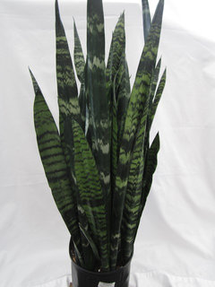 ISO! Sansevieria trifasciata Black Gold | Houzz Forum