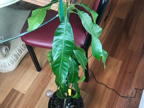 Mango Tree in Container- HELP