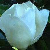 Foto de Mirza Thomas
