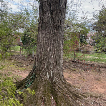 Storm Damaged Pine Tree