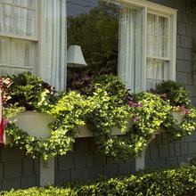 Window Boxes