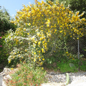 Topanga Canyon