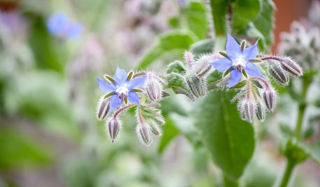 Sow These Seeds in February for a Blooming Summer Garden