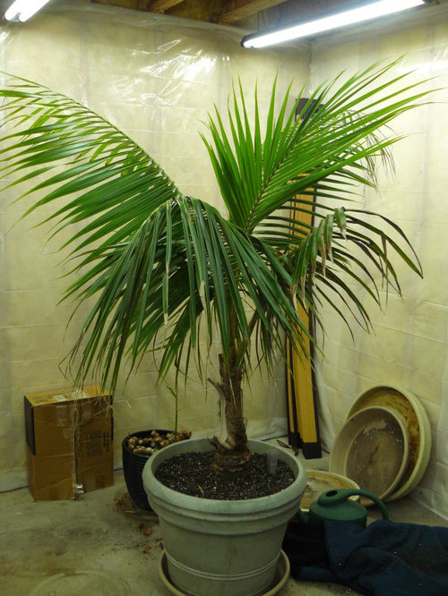 Coconut Palm Update