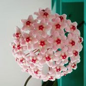 Daniela Santagada's photo