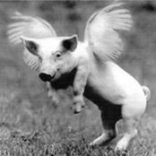 Tiny Tico's photo