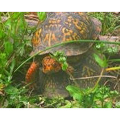Sun Tortiseさんの写真