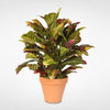 Multi Colored Real Touch Croton Plant in Clay Pot