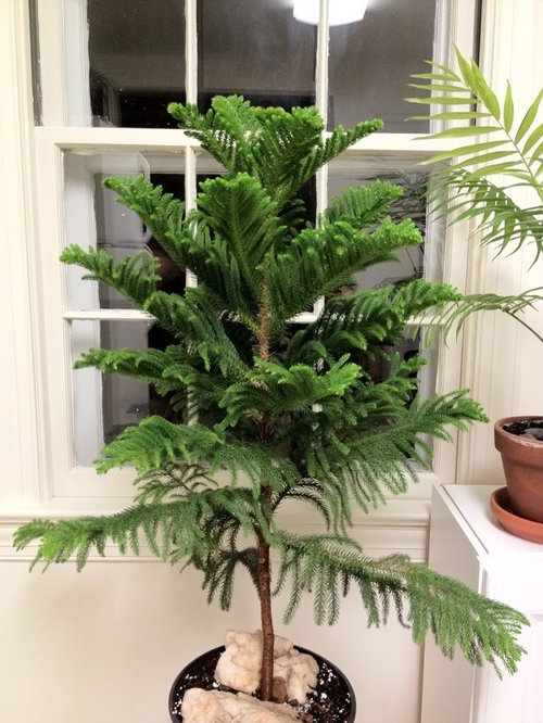 Norfolk Island Pine Vs Cook Island Pine