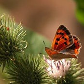 Macie McElhaney's photo