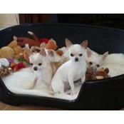 Martine De Lolitachihuahua's photo