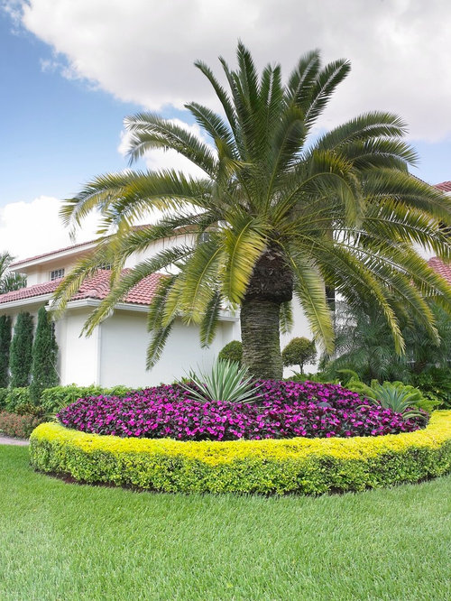 Palm Trees In Front Yards | Houzz