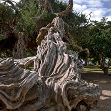 trees