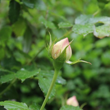 Rosebrook Garden 2017 Garden Tour