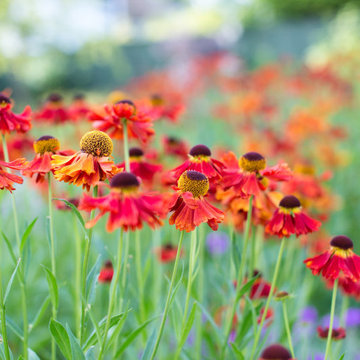 A Garden of Abundant Variety