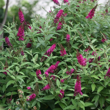 'Miss Molly' Butterfly Bush (Buddleia)