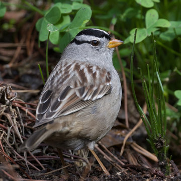 White Crowned Sparrow in Songbird's Paradise