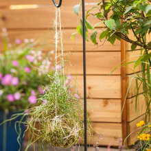 Plant Fascination