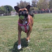 Brooke's Prancing Paws's photo