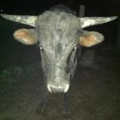 Matt Morgan's photo