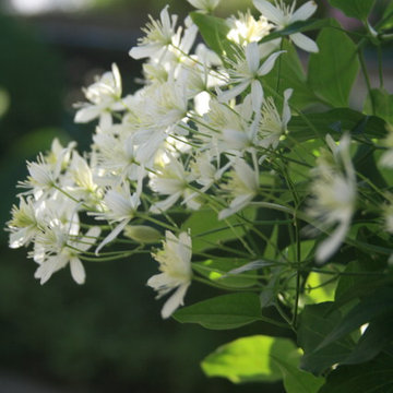 Landscape plants and combinations