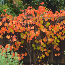 Plants I like