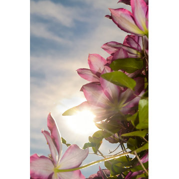 Towering Clematis Nature Photography, Floral Unframed Wall Art Print, 11" X 14"