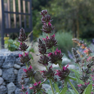 Halbschattiger Stilmix Garten im Frühling in Los Angeles