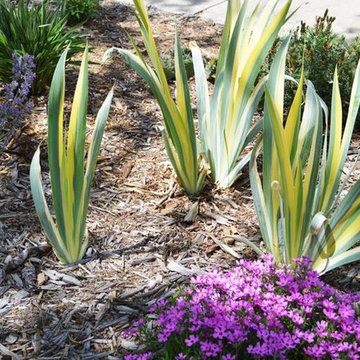 Great Plants For Colorado