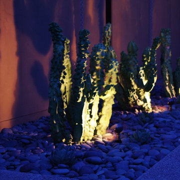 Contemporary Cactus Garden