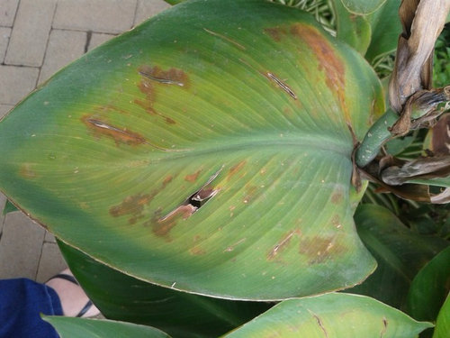Leave Turning Yellow Brown