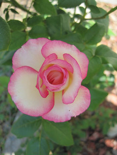 Looking for a name. White rose with pink edged petals