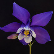 Foto de Kate Fugate