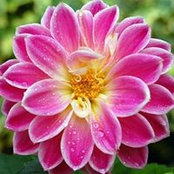 Judi Hoang's photo