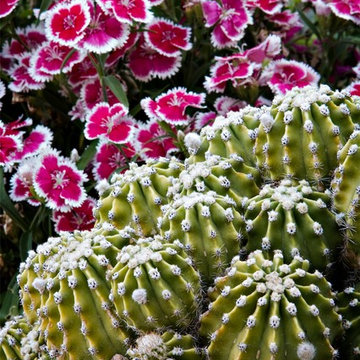 Colorful Desert - Phoenix Home&Garden