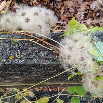 Clematis virginiana