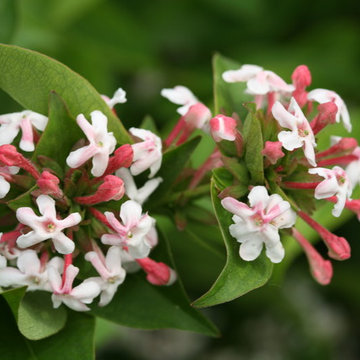 Abelia Sweet Emotion™ (Abelia mosenensis)