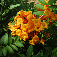 plantas