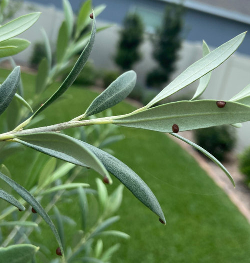 Strange deposit on my Olive tree...bugs?