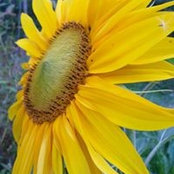 Julie Wolfe Vindivich's photo