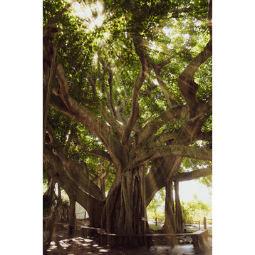 Banyan Tree With Glory Rays of Sunlight Botanical Photo Wall Art Print, 12" X 18"