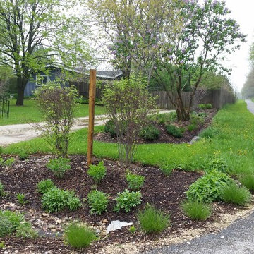sycamore native driveway