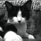 Foto von Rascal Cat