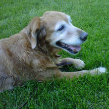 Our family dogs