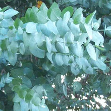 Green Thumb
