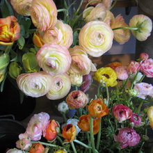 garden delights