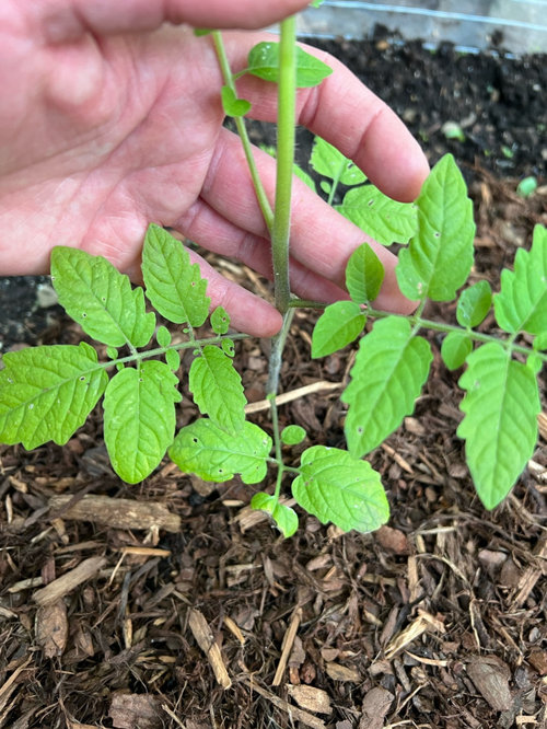 urgent! What is eating my tomato plant leaves?