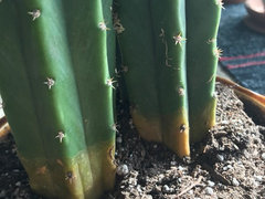 cactus a Acanthocereus Tetragonus 'Triangle Cactus'