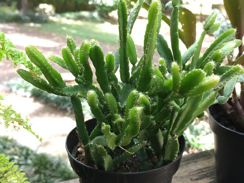 Mislabeled Cactus Id And Help With Mammillaria Gracilis