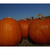 Cindy Abraham's photo